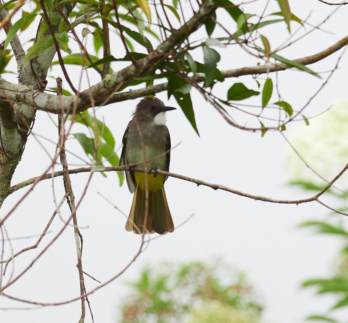 Cinereous Bulbul (Green-winged) - Andy Taylor