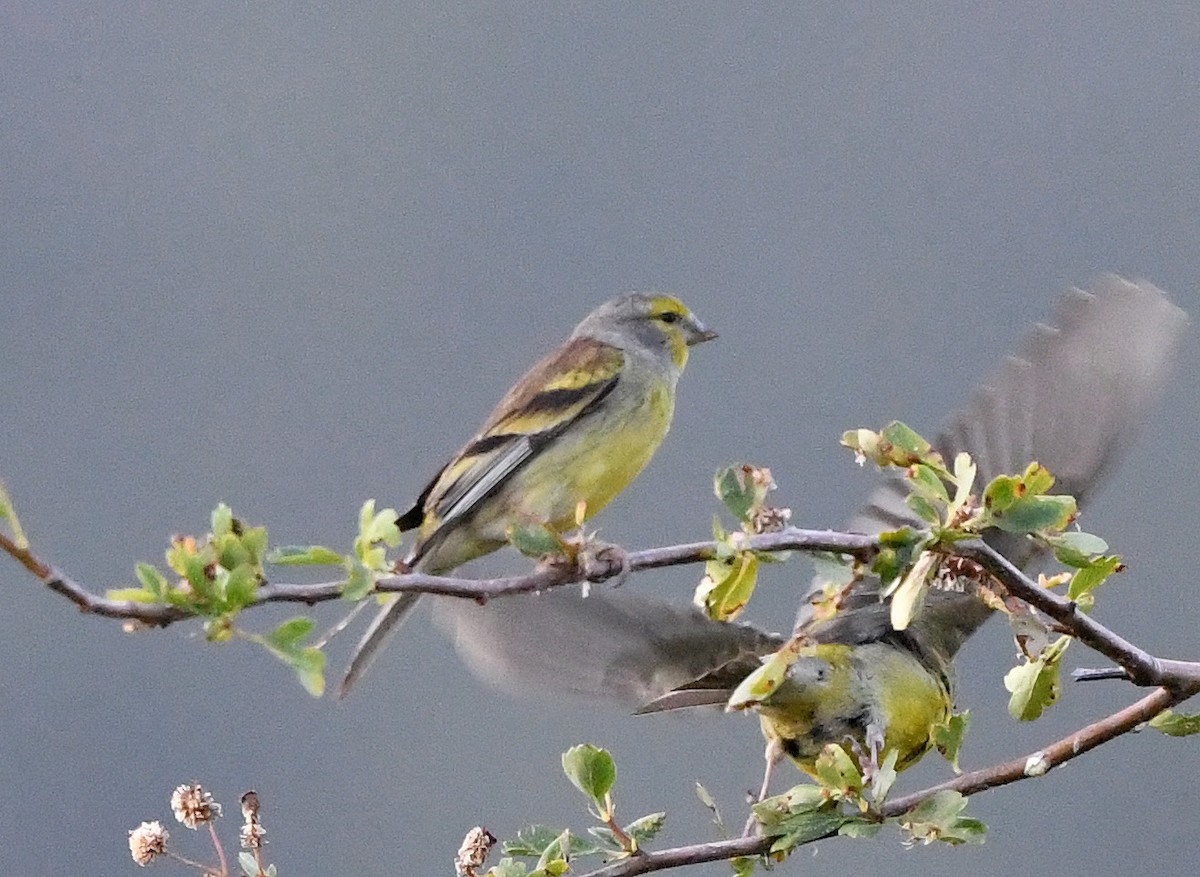 Corsican Finch - ML596309061
