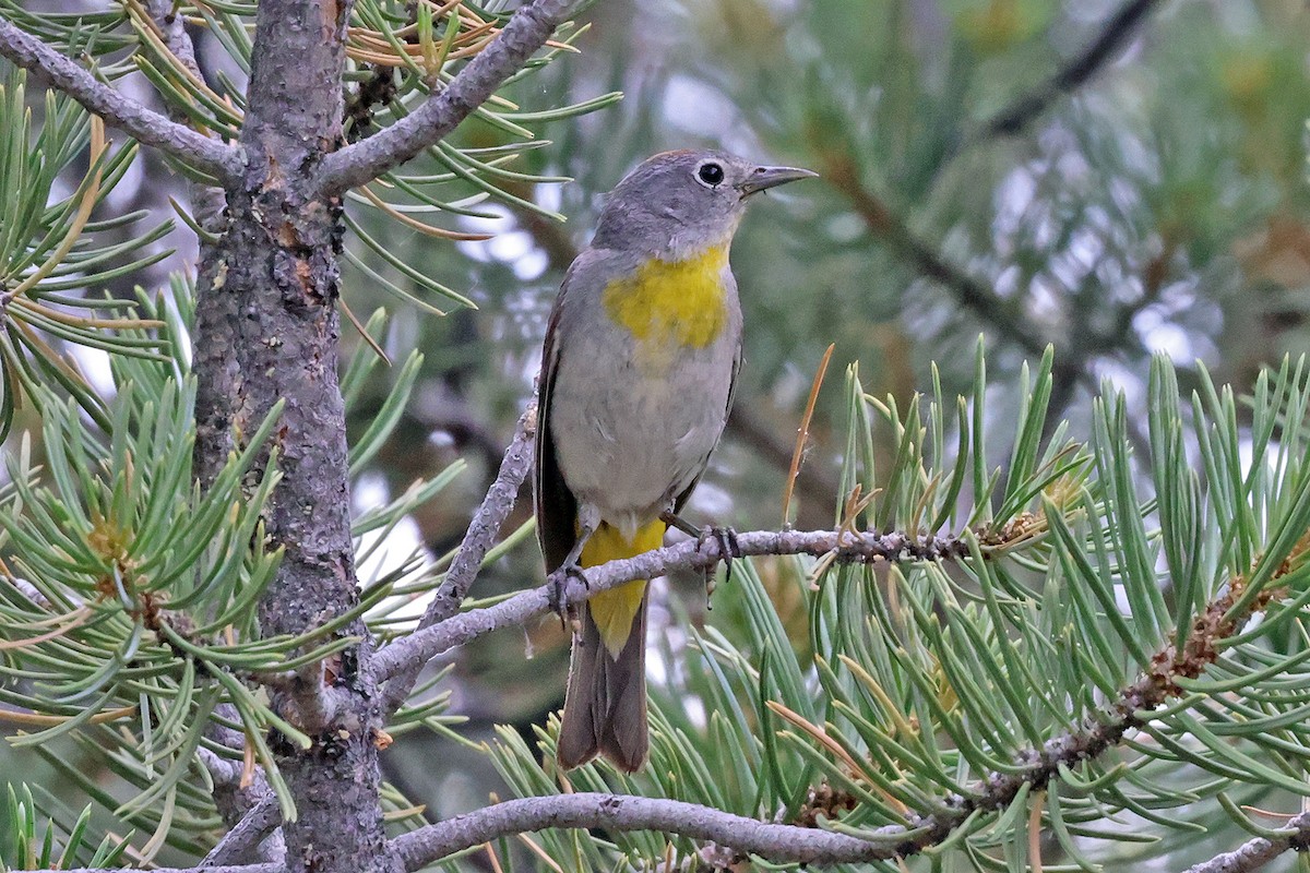 Virginia's Warbler - ML596309111