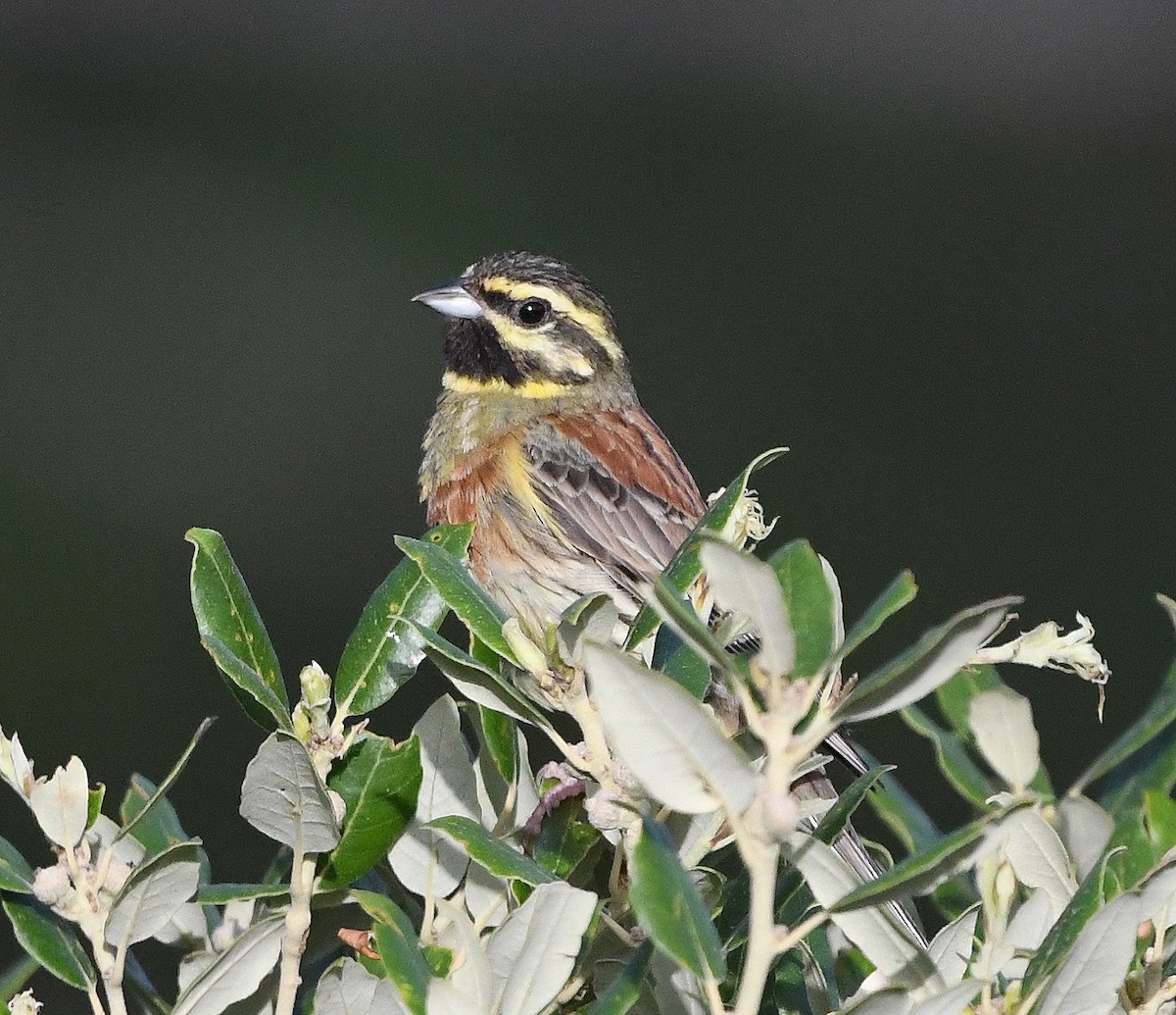 Cirl Bunting - ML596309271