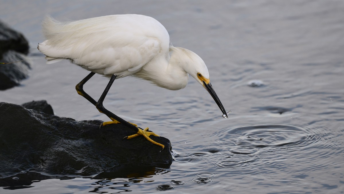 Snowy Egret - Bill Elrick