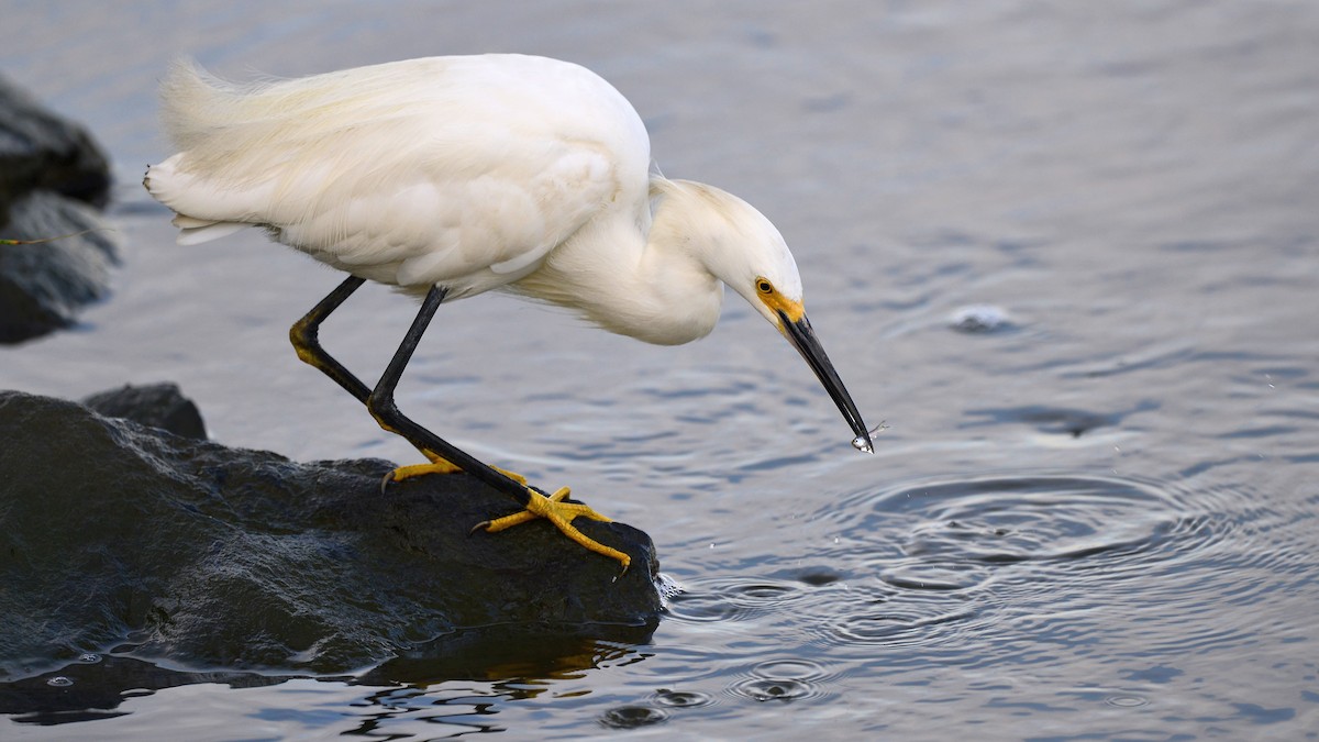 Snowy Egret - Bill Elrick