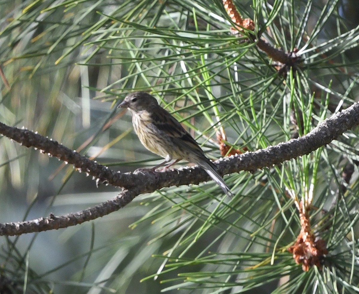 Corsican Finch - ML596309861