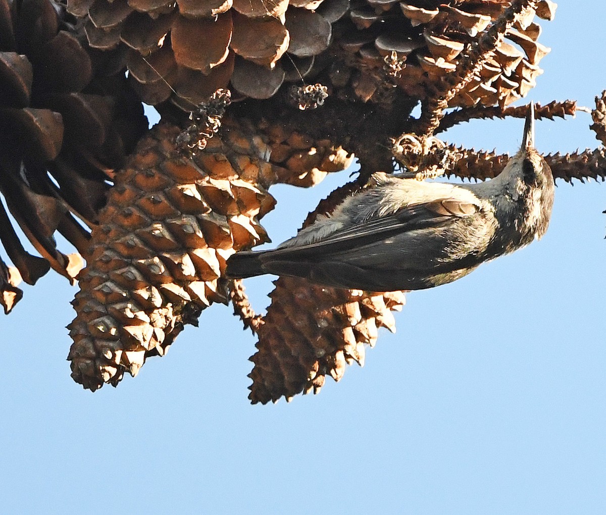 Corsican Nuthatch - ML596310281
