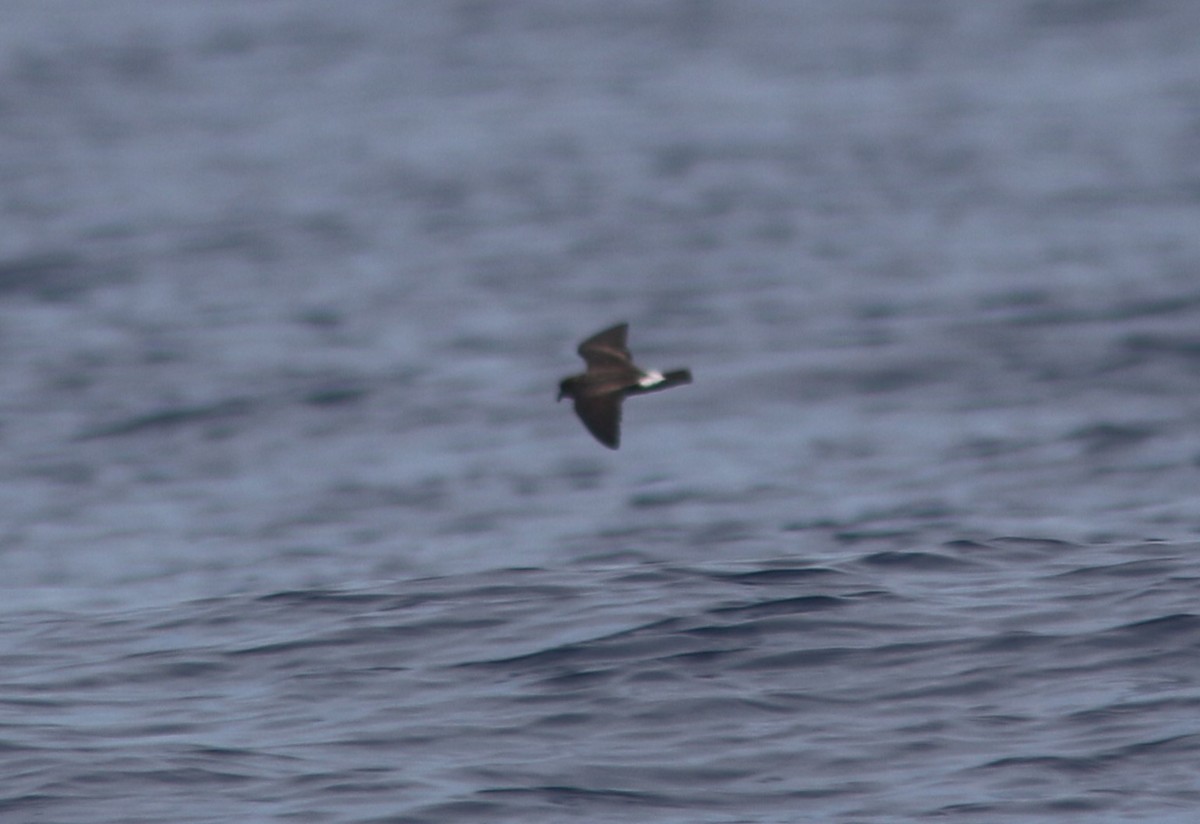 Band-rumped Storm-Petrel - ML596310311