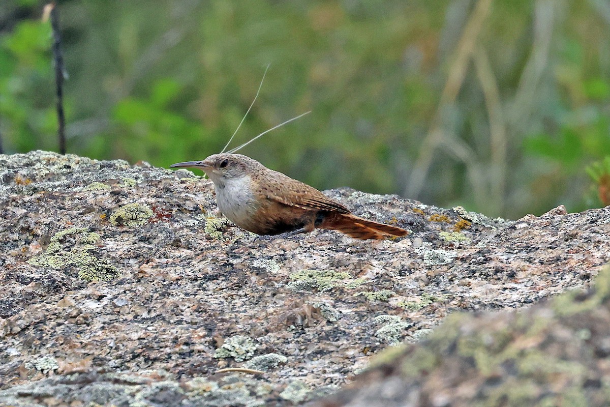 Canyon Wren - ML596310401