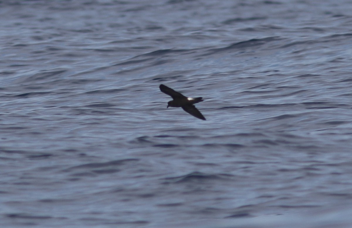 Band-rumped Storm-Petrel - ML596310421