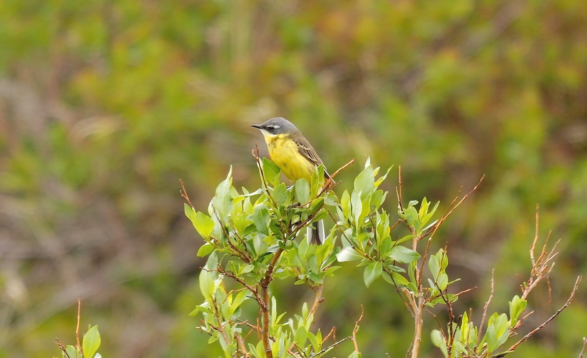 Eastern Yellow Wagtail - Greg Baker