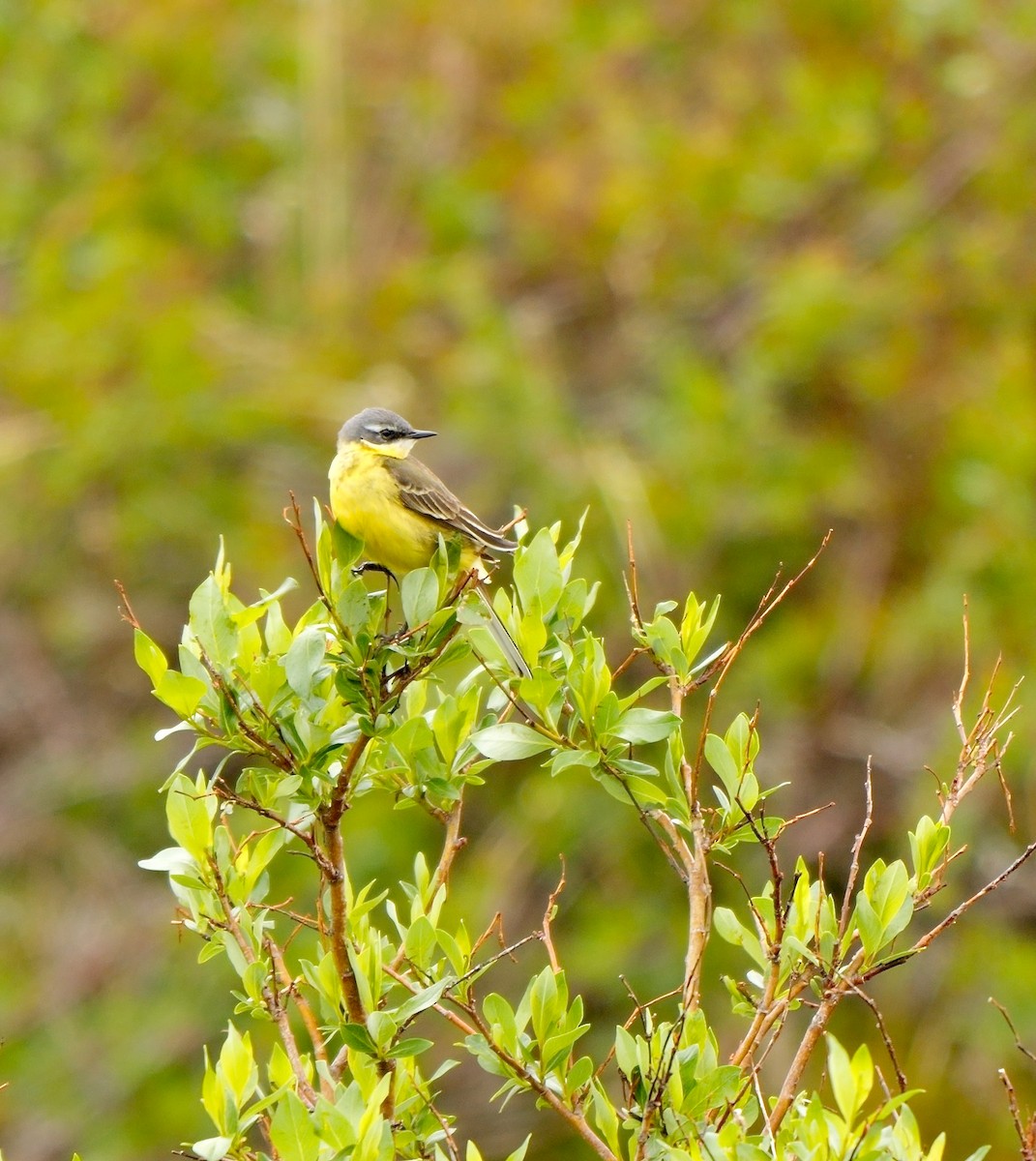 Eastern Yellow Wagtail - Greg Baker