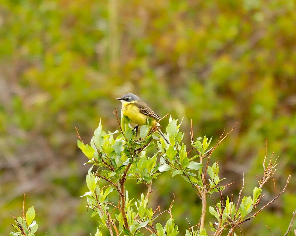 Eastern Yellow Wagtail - Greg Baker