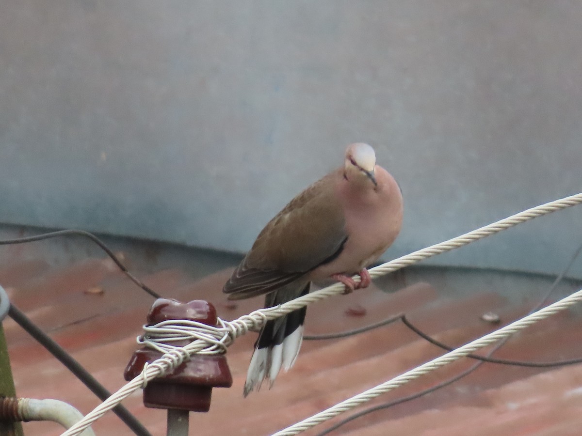 Red-eyed Dove - ML596310541