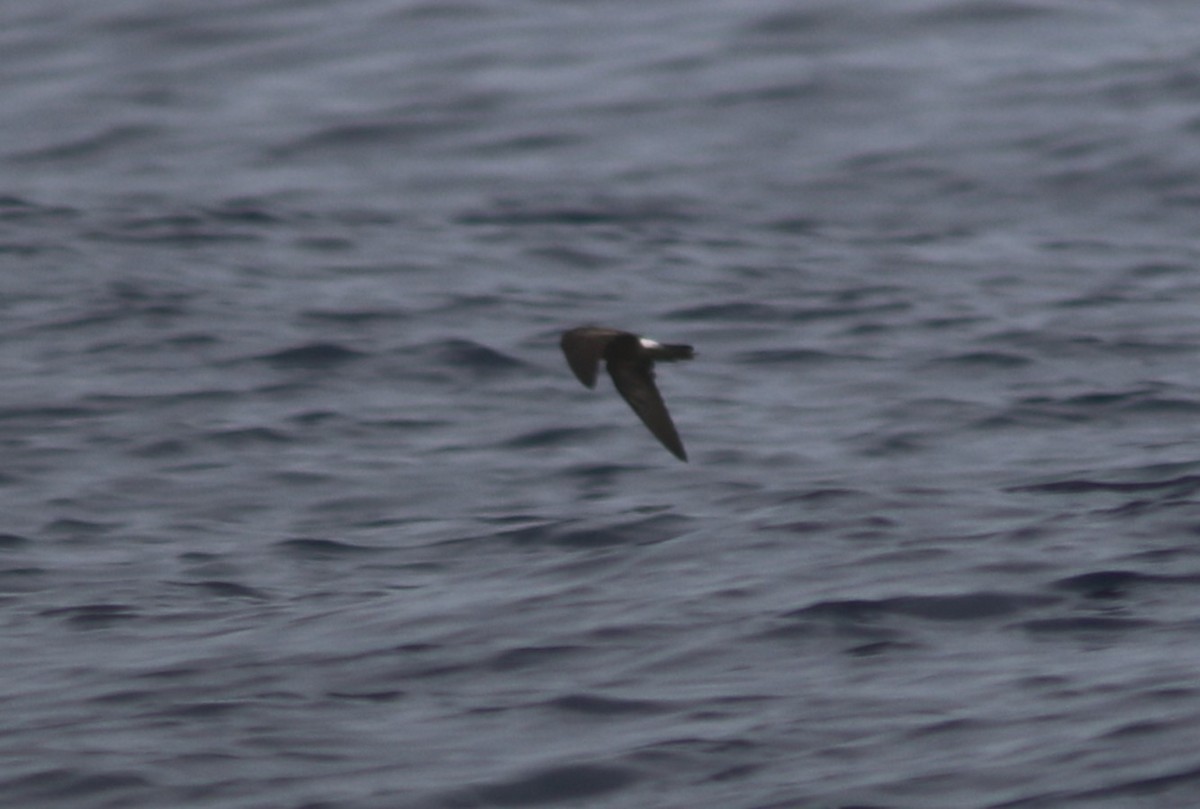 Band-rumped Storm-Petrel - ML596310611