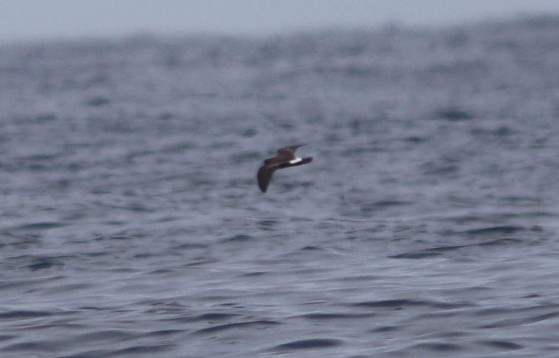 Band-rumped Storm-Petrel - ML596310771