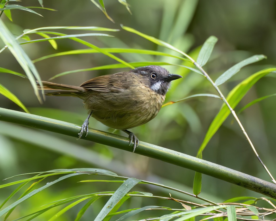 Gray-throated Babbler - ML596311171