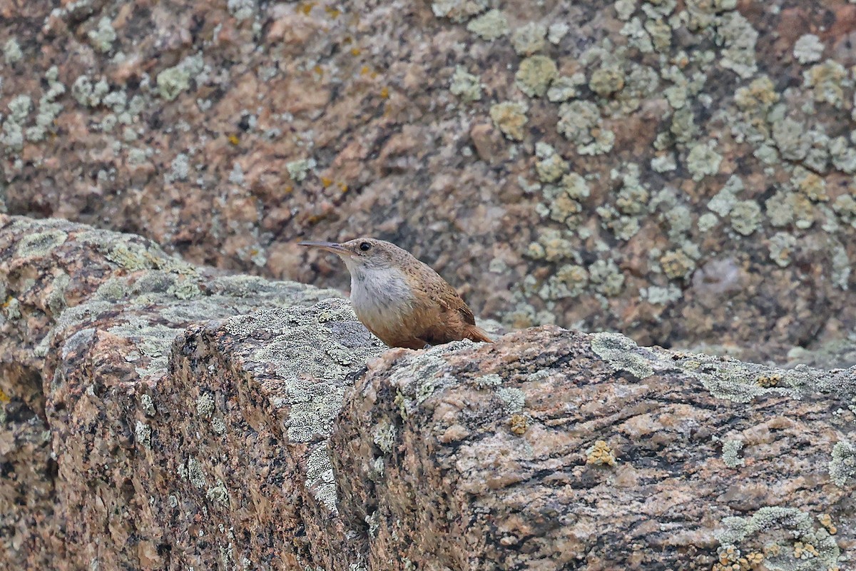 Canyon Wren - ML596311301