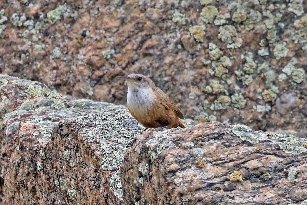 Canyon Wren - ML596311831