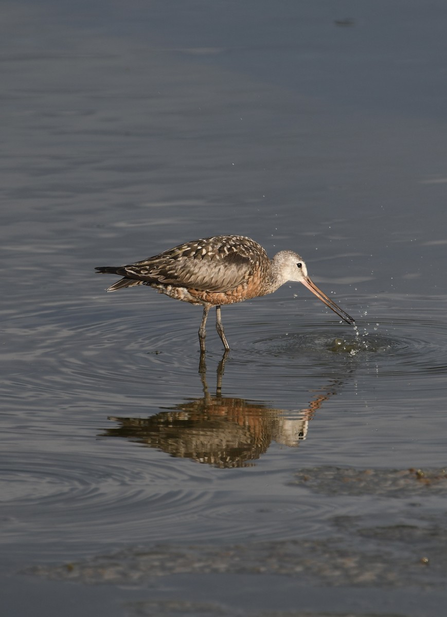 Hudsonian Godwit - Jonathan Heller