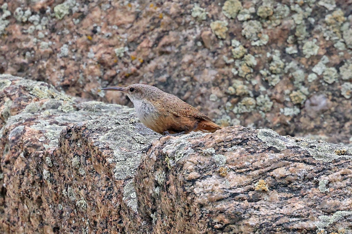 Canyon Wren - ML596312461