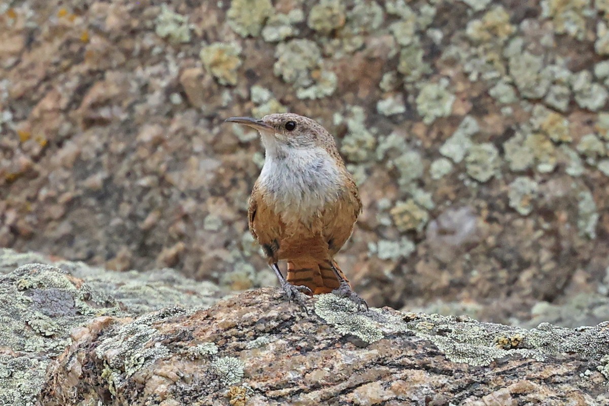 Canyon Wren - ML596312971