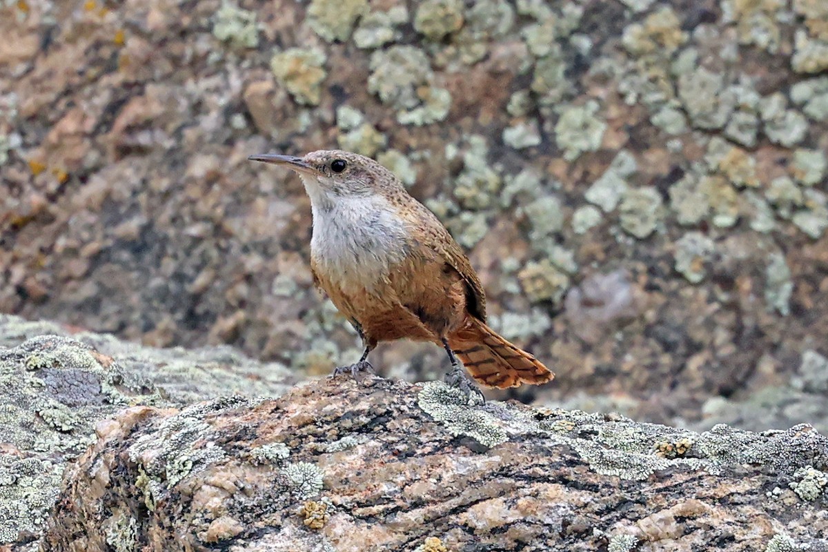 Canyon Wren - ML596313201