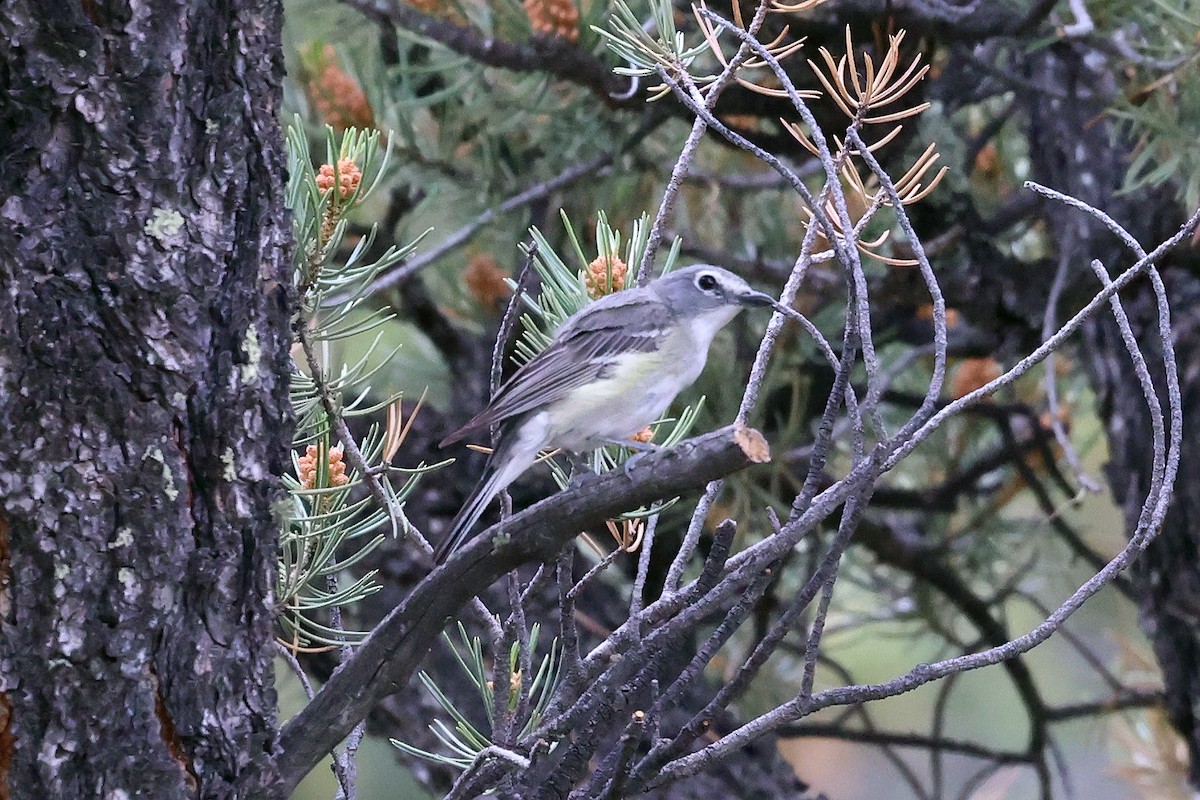 Plumbeous Vireo - ML596313751