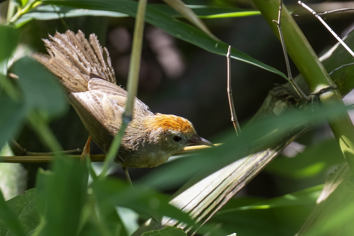 Buff-chested Babbler - ML596313861