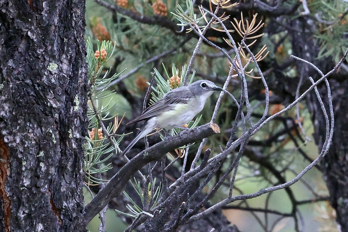 Plumbeous Vireo - ML596314111