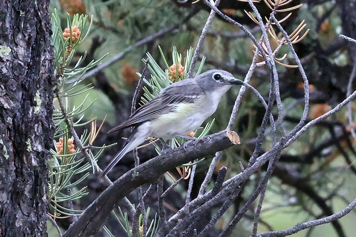 Plumbeous Vireo - ML596314441