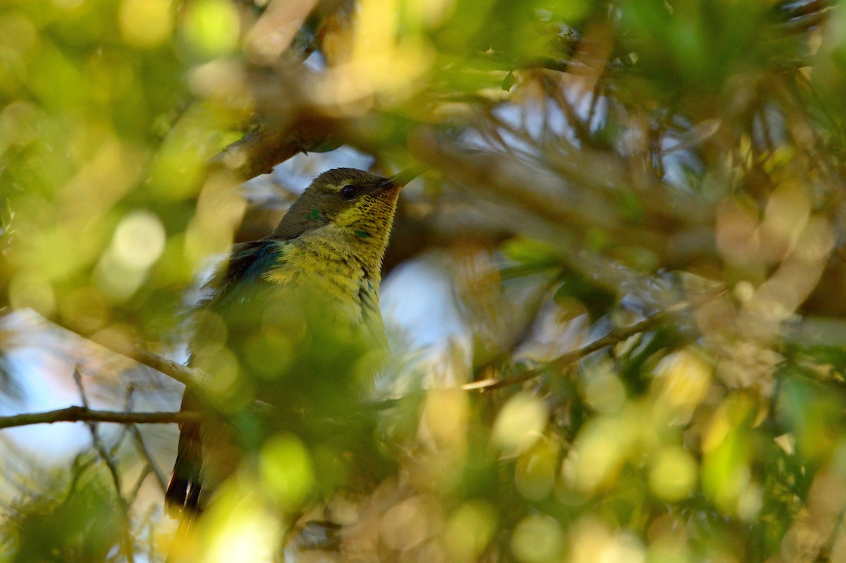 Malachite Sunbird - ML596314641