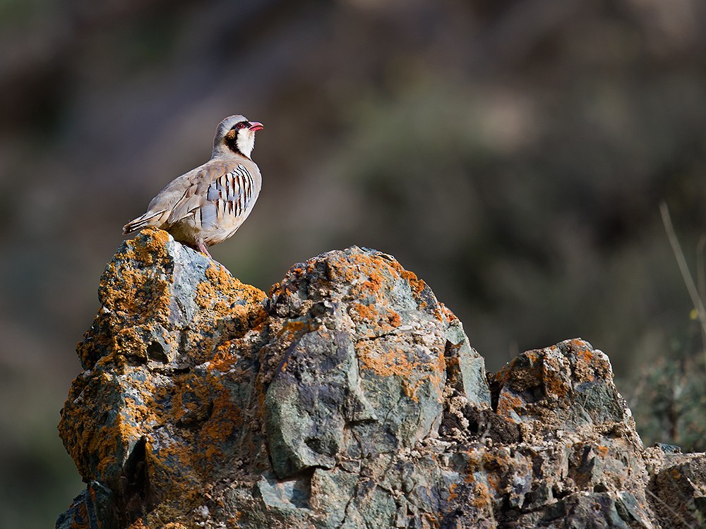 Przevalski's Partridge - ML59631481