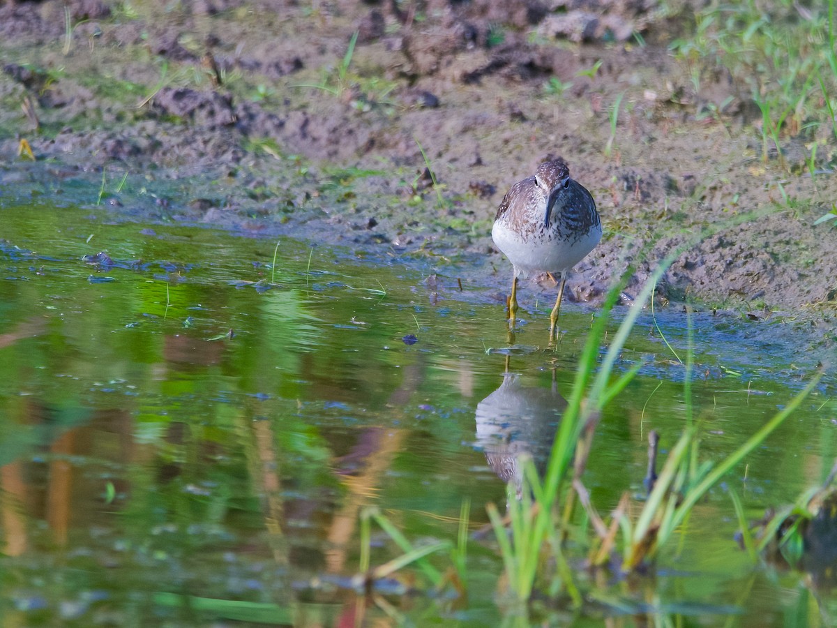 Solitary Sandpiper - ML596315441