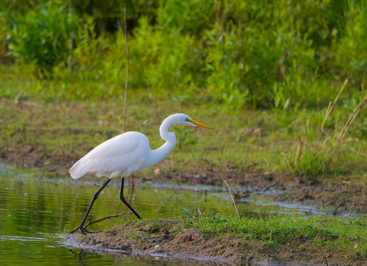 Great Egret - ML596315571