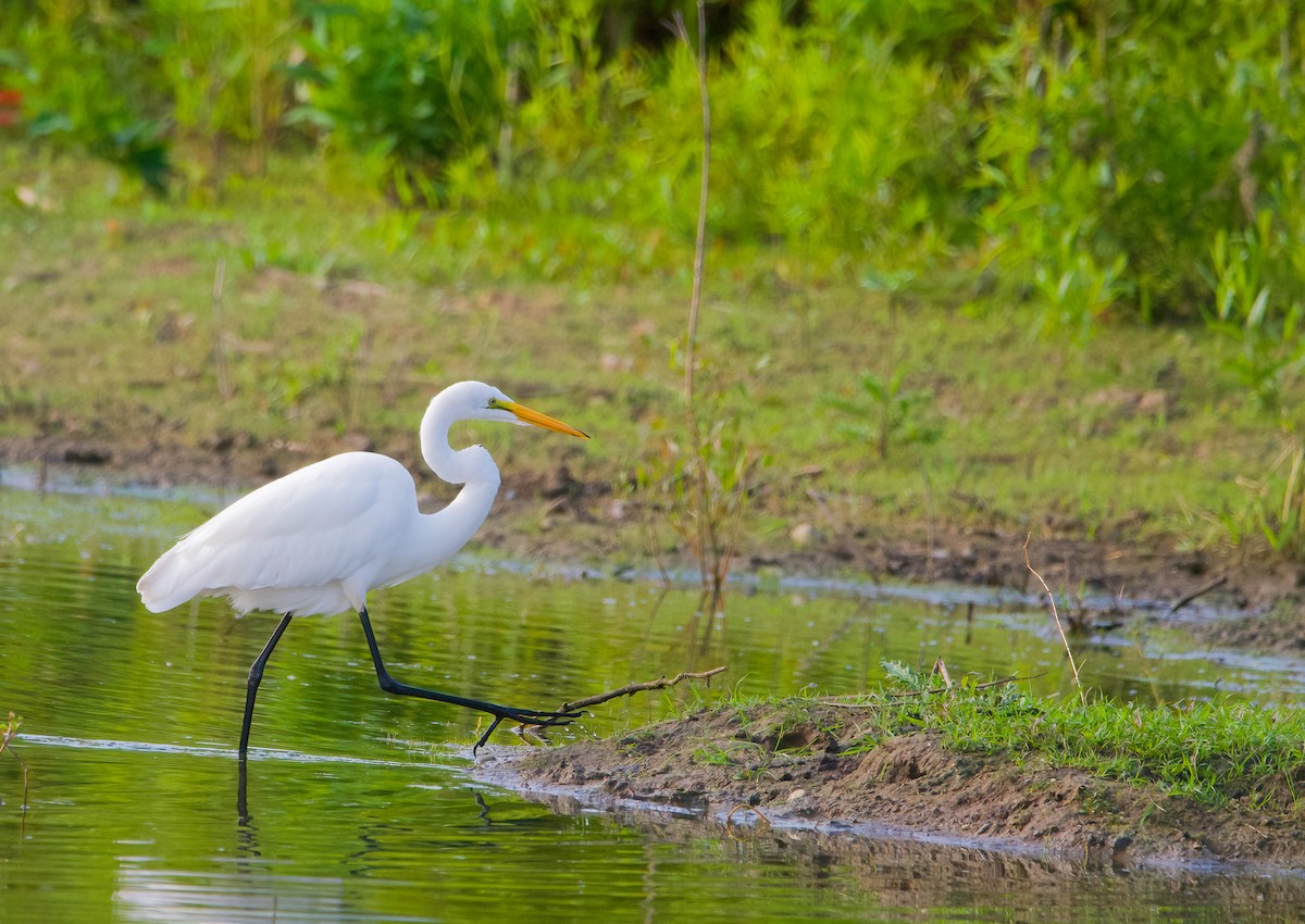 Great Egret - Enya deFeijter