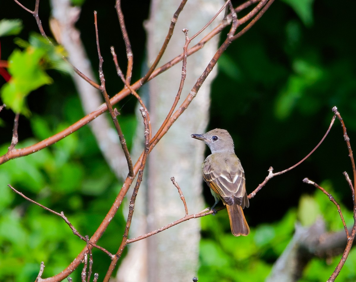 Great Crested Flycatcher - ML596316231