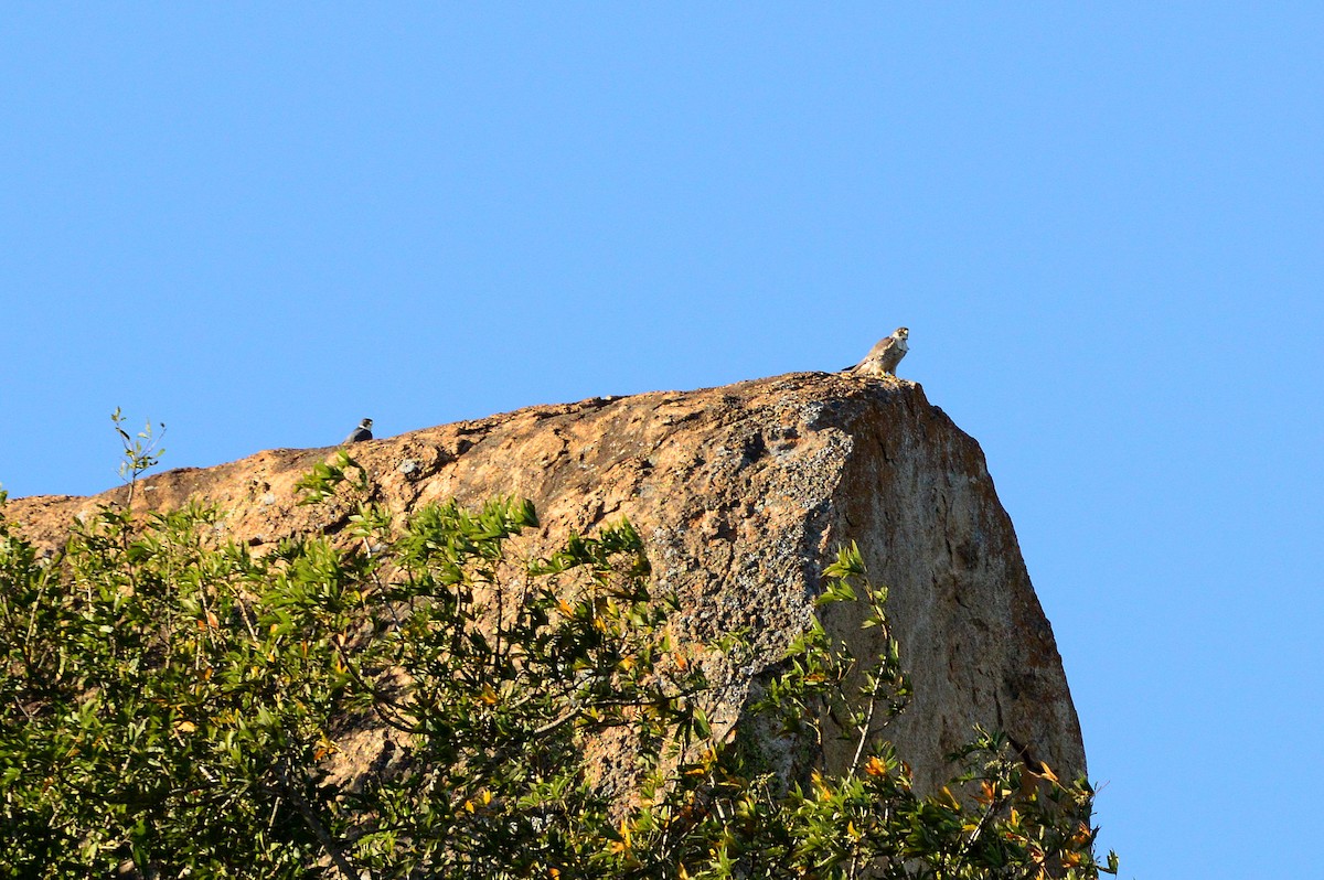 Peregrine Falcon - ML596316961