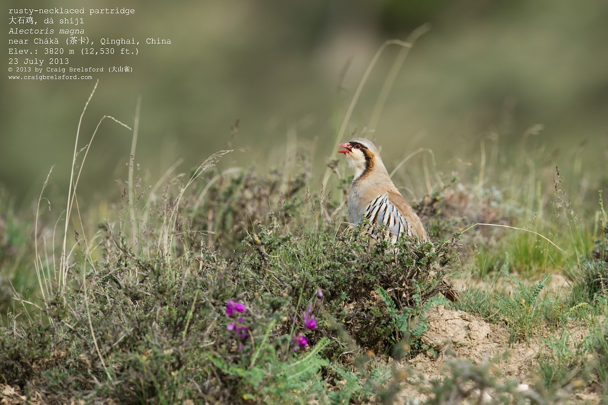 Przevalski's Partridge - ML59631721