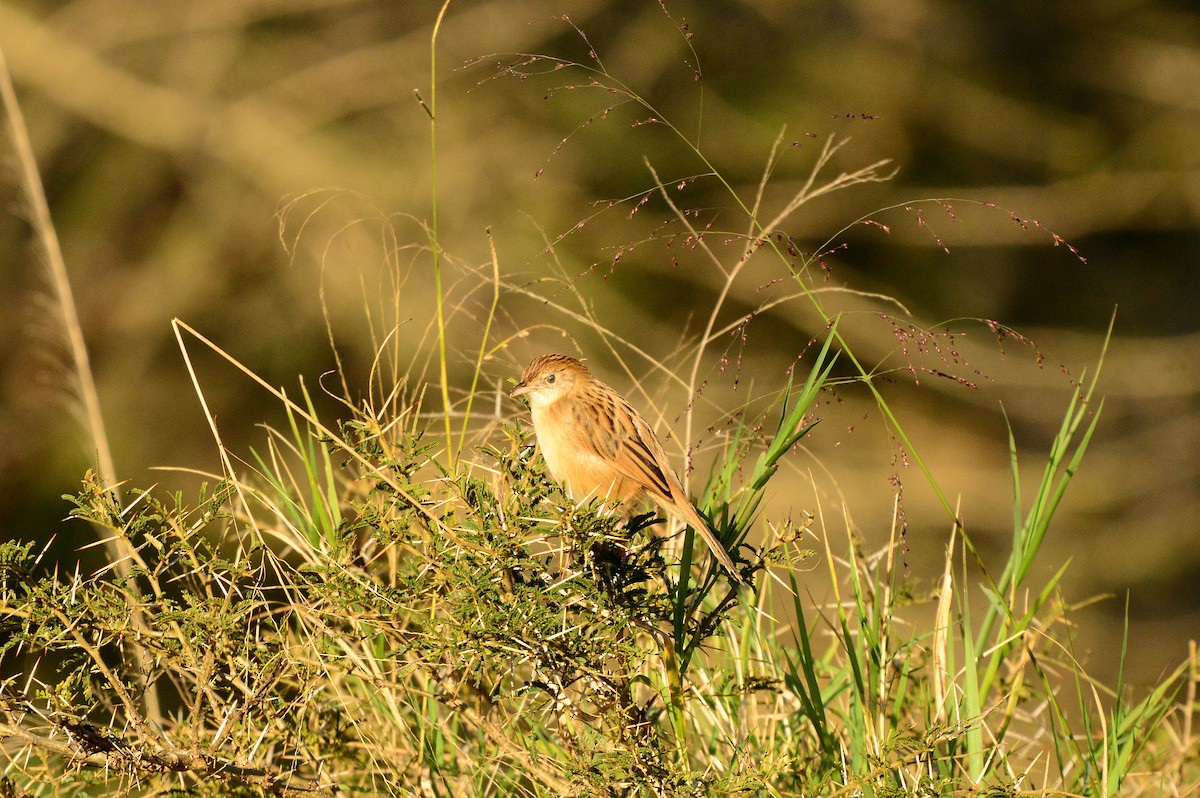 Croaking Cisticola - ML596317481