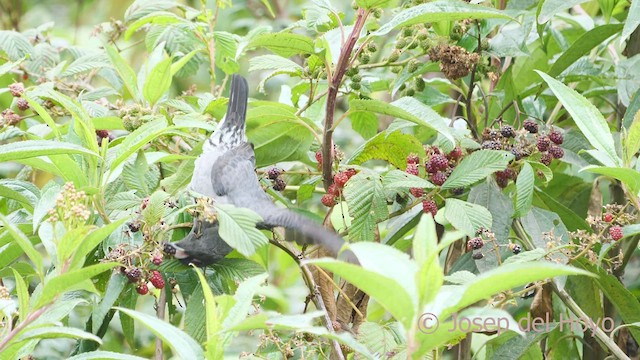 Cotinga Crestirrojo - ML596317871