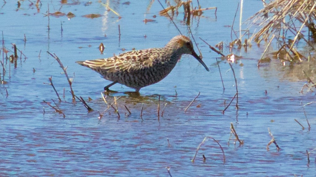 Stilt Sandpiper - ML59631821