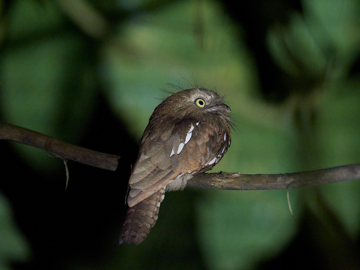 Bornean Frogmouth - ML596319301