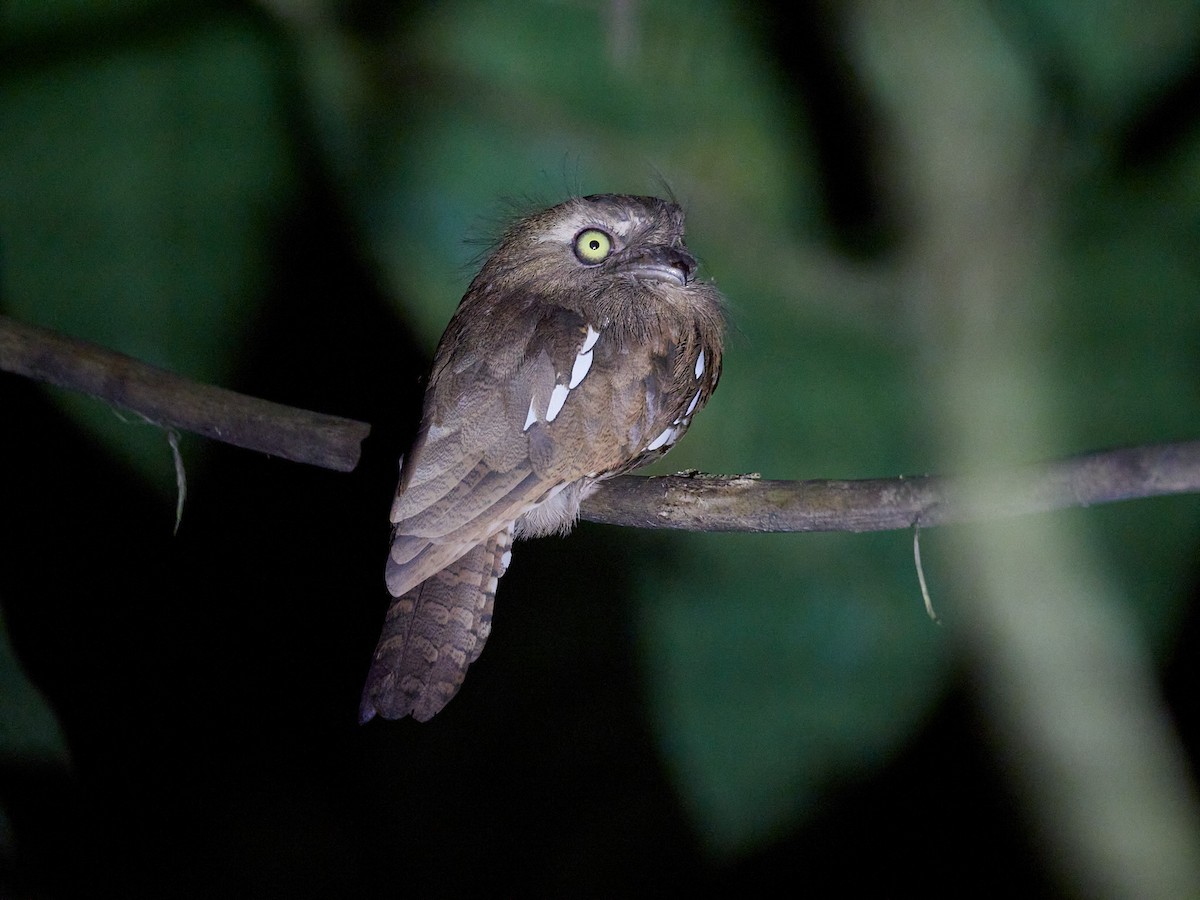 Bornean Frogmouth - ML596319311