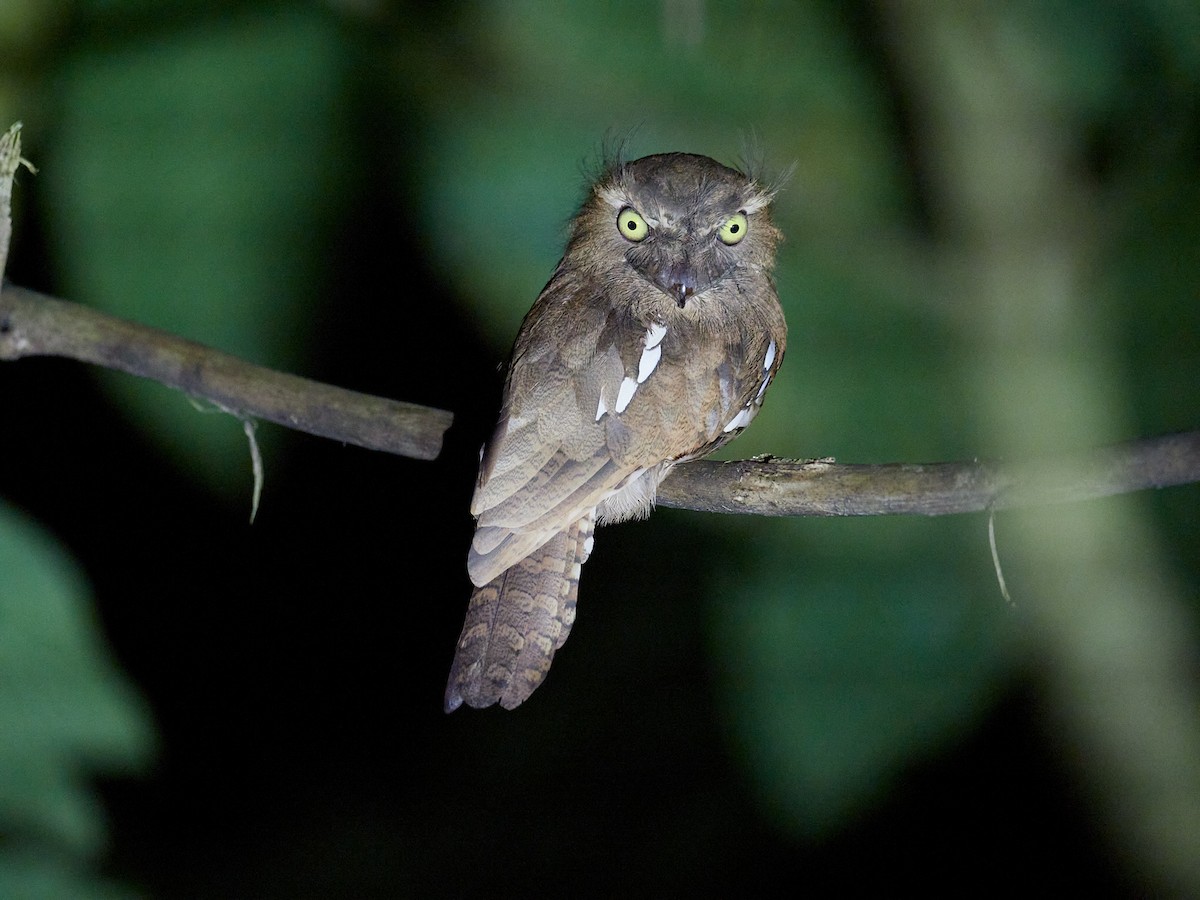 Bornean Frogmouth - ML596319341