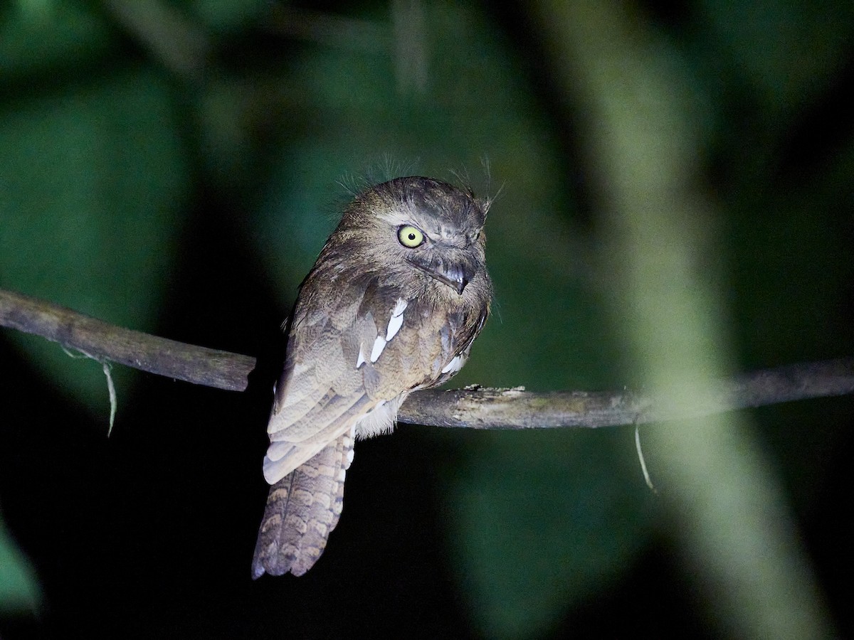 Bornean Frogmouth - Andy Taylor