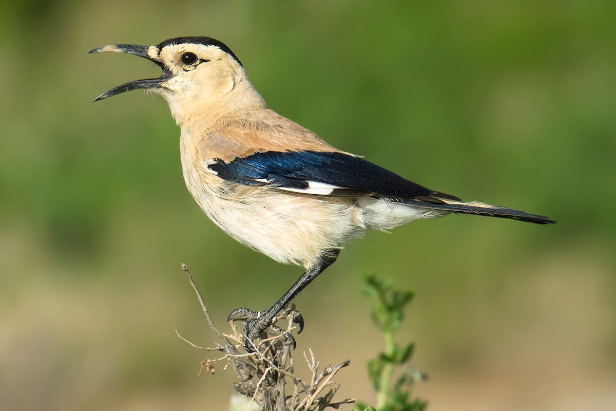 Mongolian Ground-Jay - Craig Brelsford