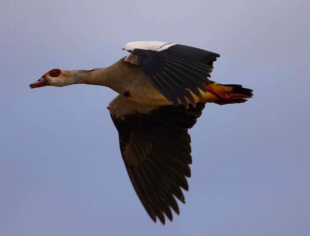 Egyptian Goose - Edurne Ugarte
