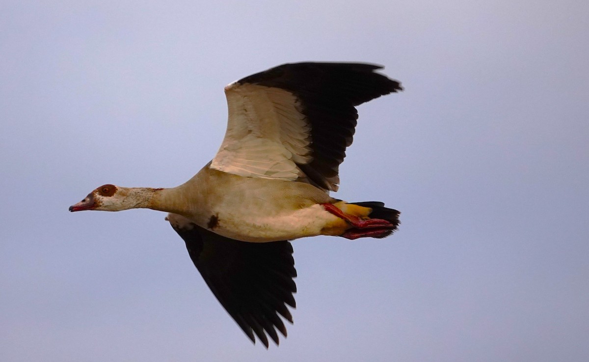 Egyptian Goose - ML596320921