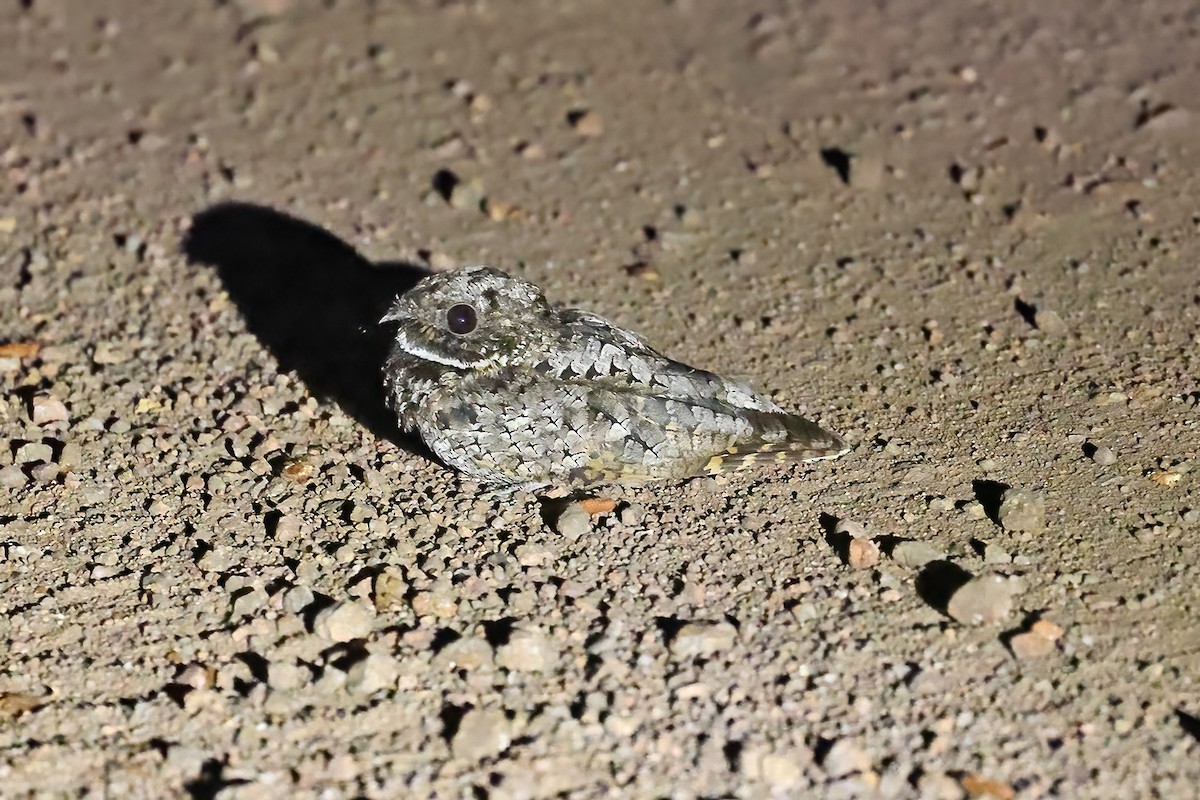 Common Poorwill - David McQuade