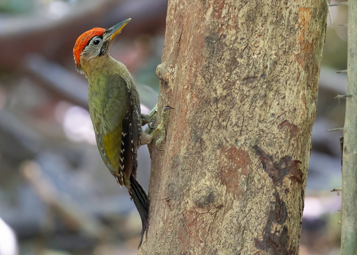 Streak-breasted Woodpecker - Ayuwat Jearwattanakanok