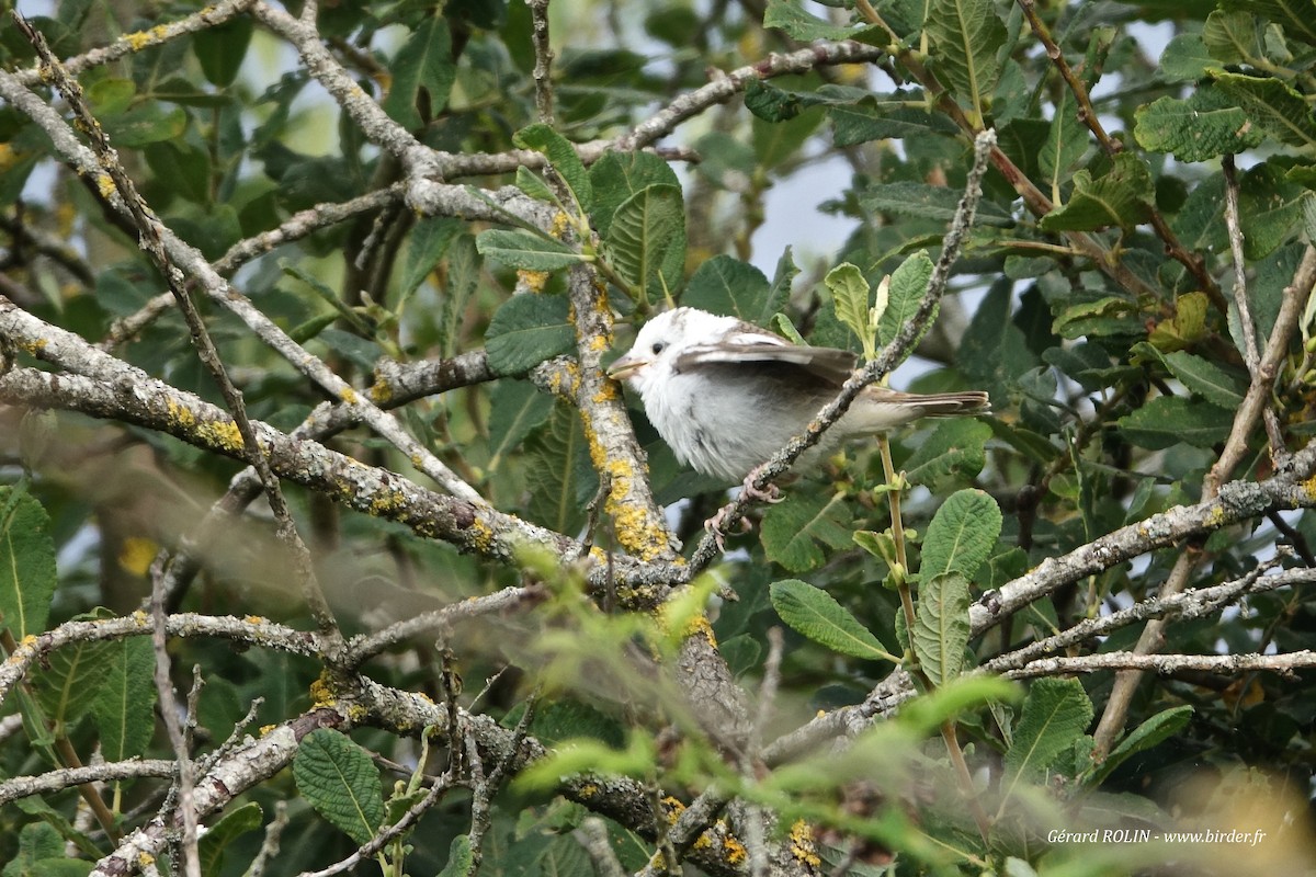 Red-backed Shrike - Gérard ROLIN