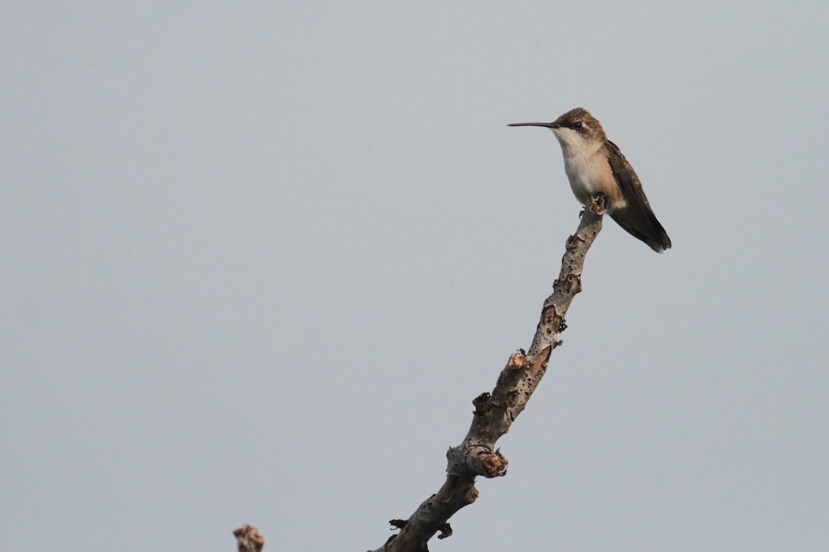 Ruby-throated Hummingbird - ML596322681